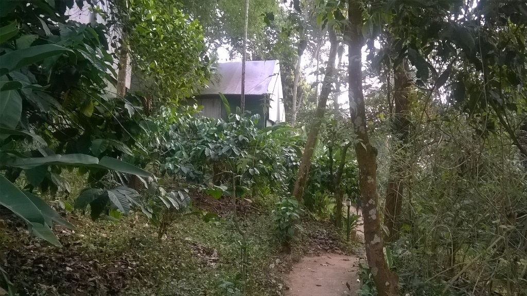 KERALA VACATION WITH A TODDLER (PART I – WAYANAD & KOCHI)